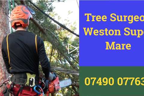 Tree Surgeon Weston Super Mare Root & Tree Removal Stump Grinding Tree Trimming Services Near Me