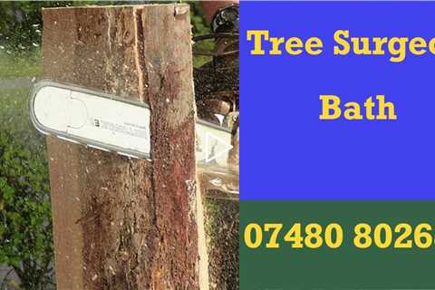Tree Surgeon Bath Tree Felling Stump Removal Root Removal Tree Surgery And Other Tree Services