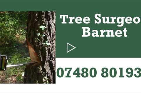 Tree Surgeon Barnet Stump & Root Removal Emergency Tree Felling Services Residential & Commercial