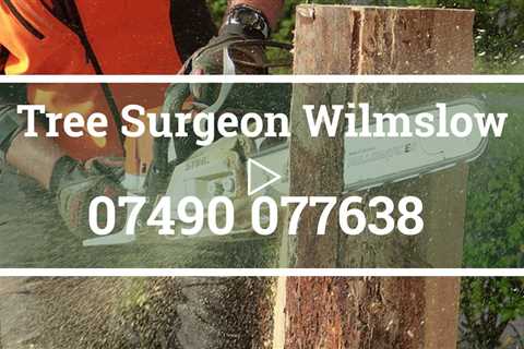 Tree Surgeon Wilmslow Stump Grinding Stump Removal Tree Felling And 24 hr Tree Removal Services