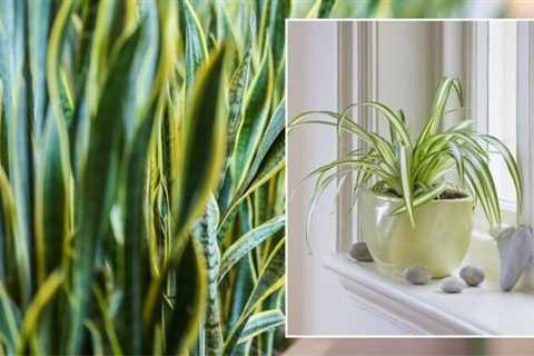 Houseplants: “Super Helpful” Plants For Your Home – “Excellent Air Purifier”