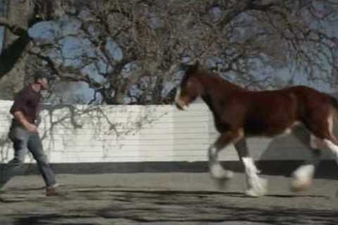 2013 Official Super Bowl Commercials  ( Budweiser - The Clydesdales)