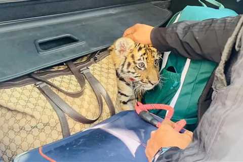 Mexico police find tiger cub hidden inside trunk of vehicle