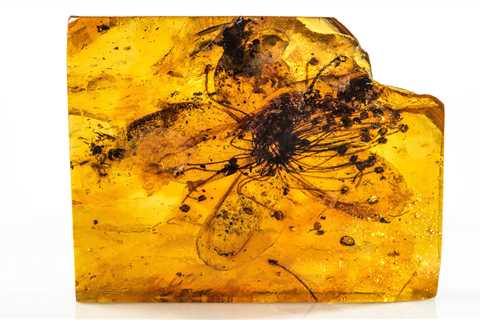 See the Largest Flower Ever Found Encased in Amber