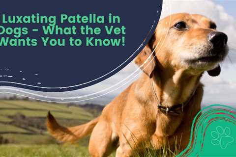 Luxating Patella in Dogs – What the Vet Wants You to Know!