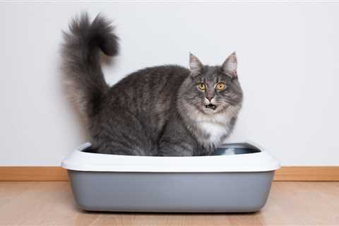 Feline Lower Urinary Tract Disease (HDYTT)