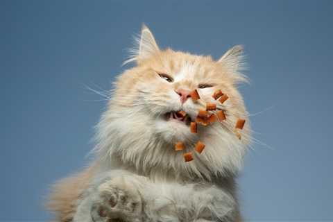 Cats and Carbs: New Research on a Nutritional Controversy