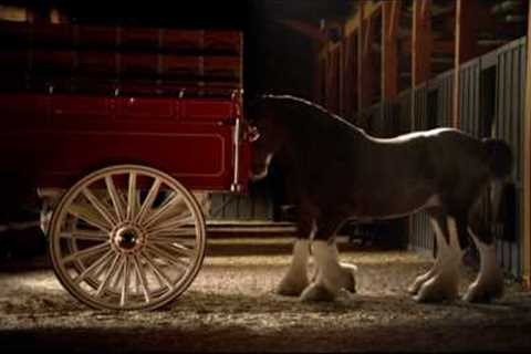 Budweiser Clydesdale Commercial - High Definition