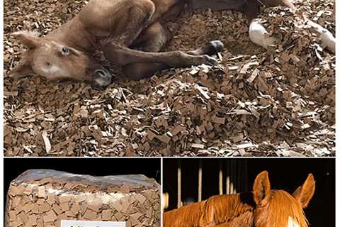 Hemp Bedding For Horses