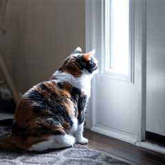 How Long Can Cats Be Left Alone?