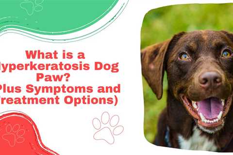 What is a Hyperkeratosis Dog Paw? (Plus Symptoms and Treatment Options)