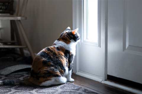 How Long Can Cats Be Left Alone?