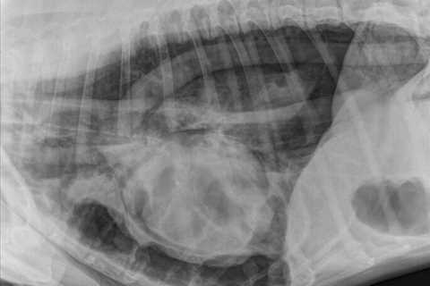 Pneumopericardium in a Dog Post Trauma | VETgirl Veterinary Continuing Education Blog