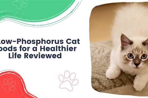 9 Low-Phosphorus Cat Foods for a Healthier Life Reviewed