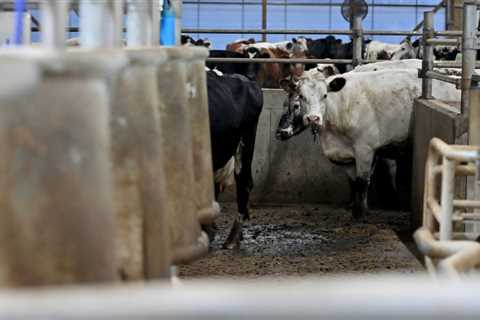 Help ProPublica Journalists Investigate the Dairy Industry