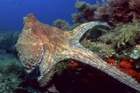 Video may show an octopus waking up from a nightmare, scientists believe