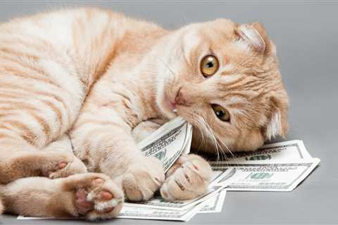 The $45,000 Cat and How We Should Talk About the Cost of Owning Pets