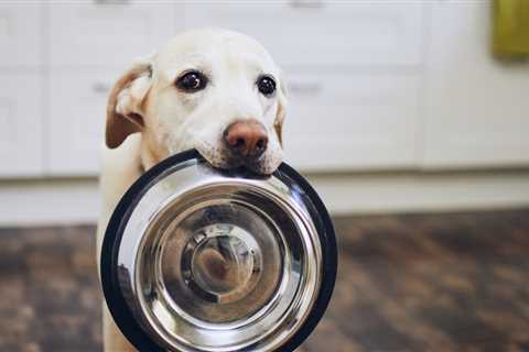 The Expanding Labrador & Nutrition Resources for Clients (HDYTT)