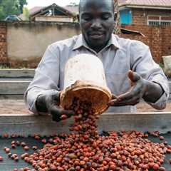 A More Climate-Resistant Coffee Rises in Africa