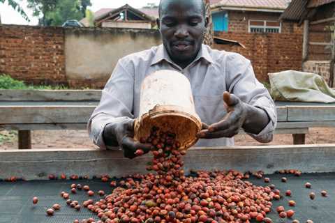 A More Climate-Resistant Coffee Rises in Africa