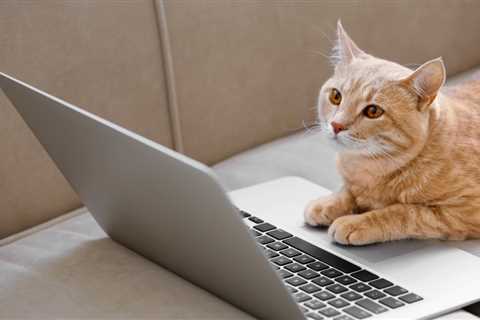 How Adobe Animal Hospital is Doing Work-From-Home & Virtual Vet Medicine