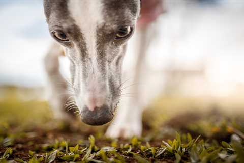 How Cadaver Dogs Sniff Out and Dig Up Decaying History