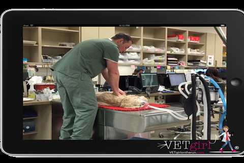 Cardiac Emergencies in the ER: Part 2 with Dr. Garret Pachtinger | VETgirl Veterinary Continuing..