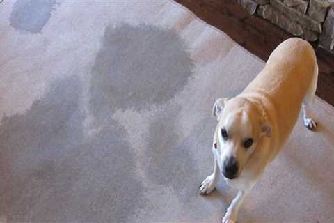 The Most Effective Way to Get Rid of Pet Odors from Carpets in San Antonio, Texas