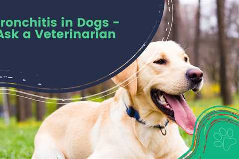 Bronchitis in Dogs – Ask a Veterinarian