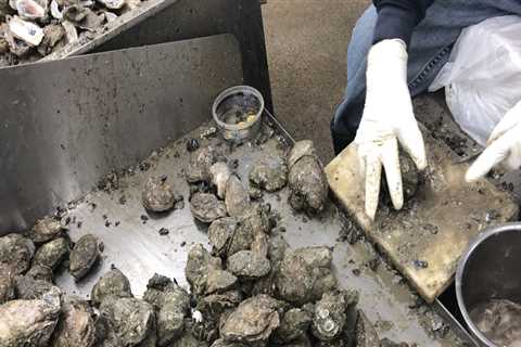 The Oyster Revolution: How the Industry is Transforming Fairhope, Alabama's Local Economy