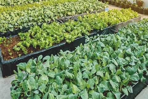 Urban Farming in London: What Crops are Grown Underground and Above Ground?