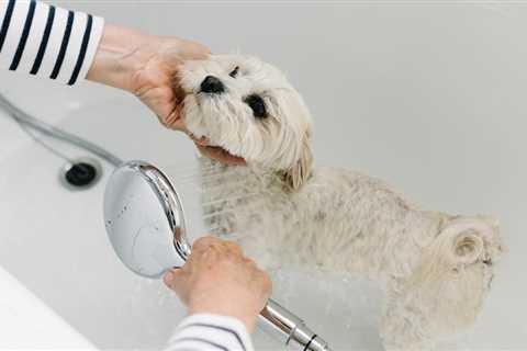 The 5 best dog shampoos of 2023, according to experts