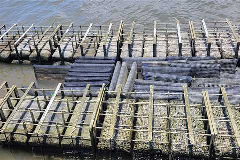 Oyster Farming in Fairhope, Alabama: Protecting the Future