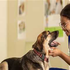 The Benefits of Having an On-Site Pharmacy for Pet Medications at an Animal Hospital in Augusta, GA