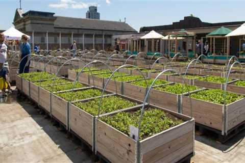 Urban Farming Regulations in London: What You Need to Know