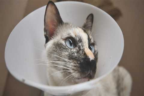 The Importance of Spaying and Neutering for Responsible Pet Ownership in Long Beach, CA