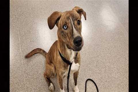 The Emotional Process of Surrendering a Pet to the Shelter in Castle Rock, CO