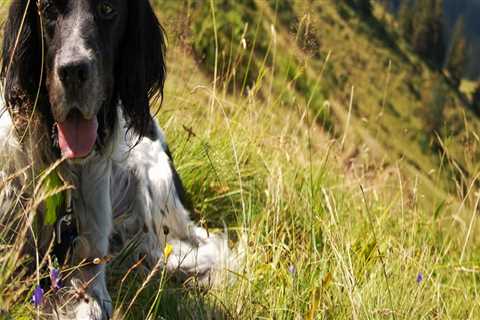 How to Get Involved with the Animal Shelter in Castle Rock, CO