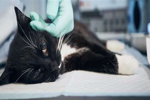 The Policy on Visiting Hospitalized Pets at Animal Hospitals in Augusta, GA: An Expert's Perspective