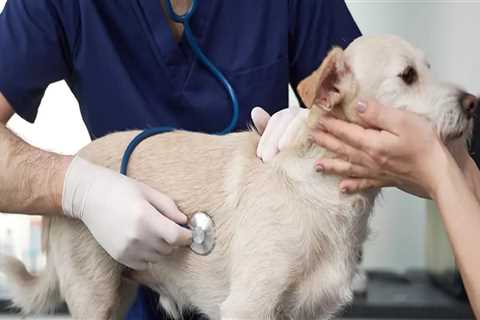 Protecting Your Furry Friends: Veterinarian Services in Augusta, GA