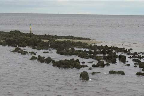 The Benefits of Oyster Reefs for Fairhope, Alabama's Waterways: A Comprehensive Guide