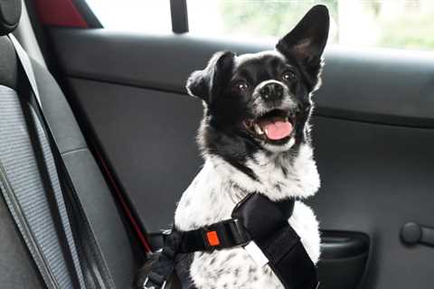 The best dog seatbelts of 2024