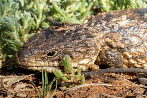 How the Giant Megachunk Skink Was a “Heavy Metal Lizard