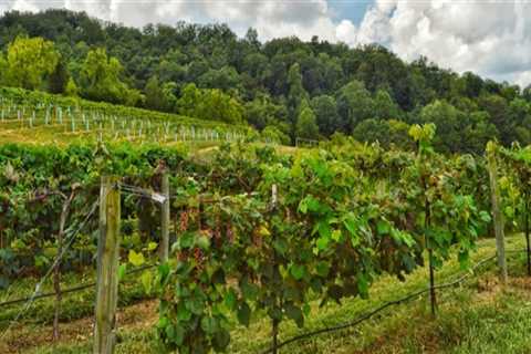 Exploring Wineries in and Around Davidson County, Tennessee