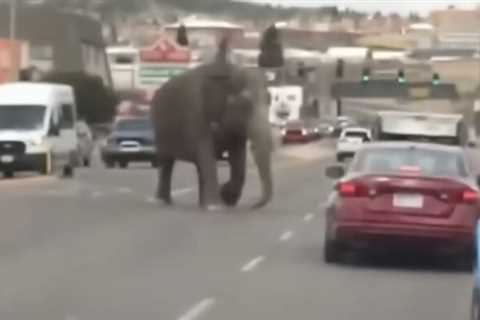 Car backfire startles a circus elephant; she breaks down a fence and runs into traffic