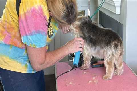 The Importance of Pet-Friendly Shelters in Northumberland County, PA