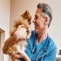 The Importance of Choosing the Right Veterinarian in Fayetteville, Arkansas