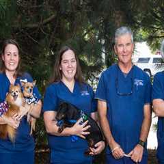 Specialized Animal Hospitals in Fayetteville, Arkansas