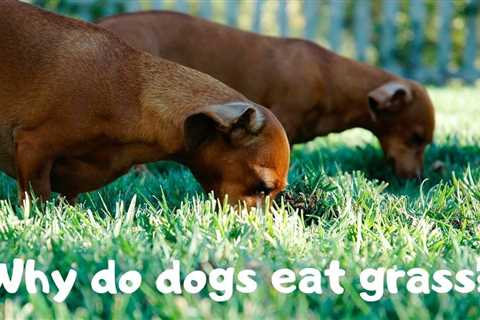 Why do dogs eat grass?