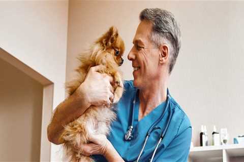 The Importance of Choosing the Right Veterinarian in Fayetteville, Arkansas